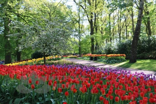 Tranh kính ốp tường hoa tulip