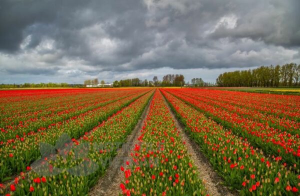 Tranh kính ốp tường hoa tulip