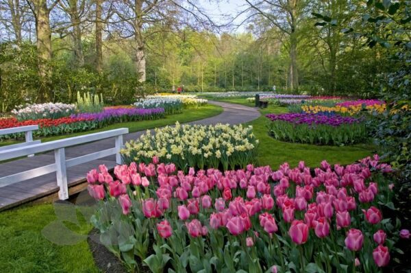 Tranh kính ốp tường hoa tulip