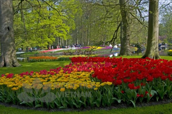 Tranh kính ốp tường hoa tulip