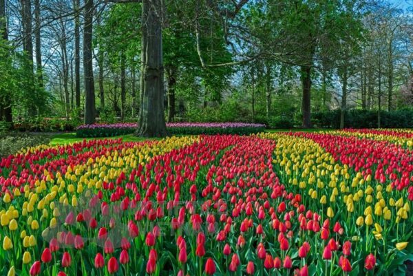 Tranh kính ốp tường hoa tulip