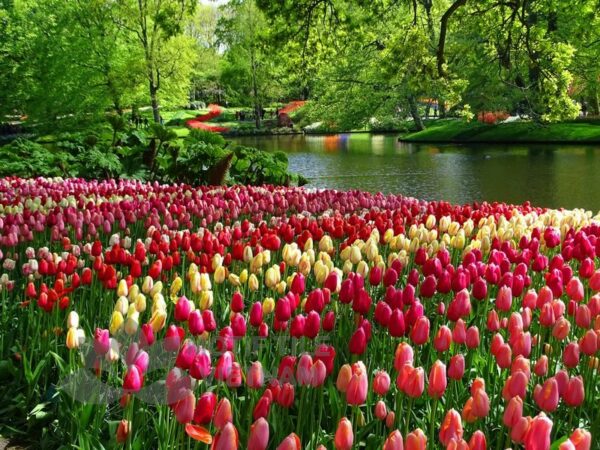 Tranh kính ốp tường hoa tulip